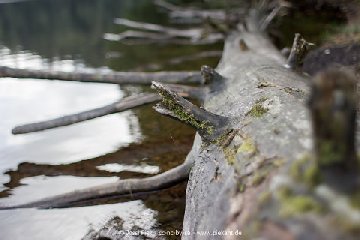 2016 08 06 Feldbergsee 05