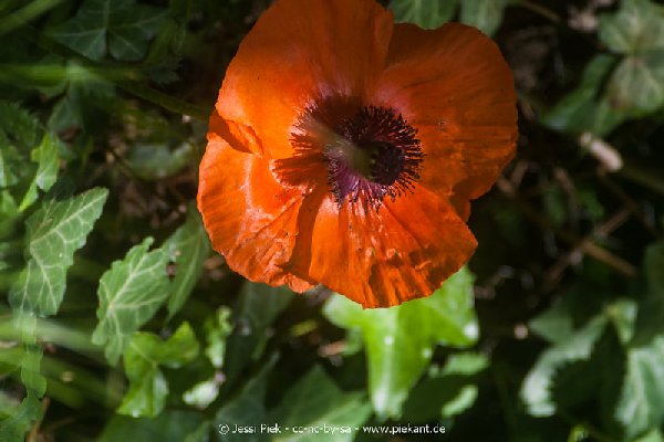 2017 05 27 Garten 01