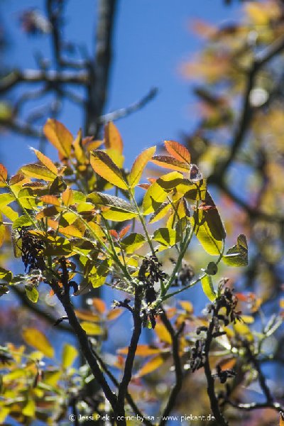 2017 05 27 Garten 02