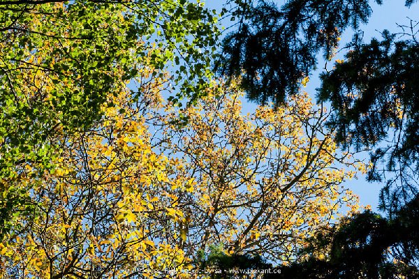 2017 05 27 Garten 05