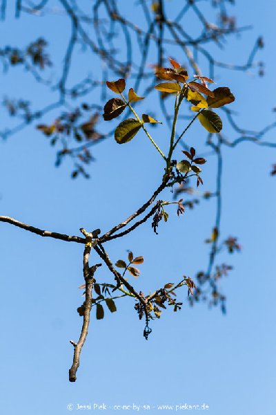 2017 05 27 Garten 10