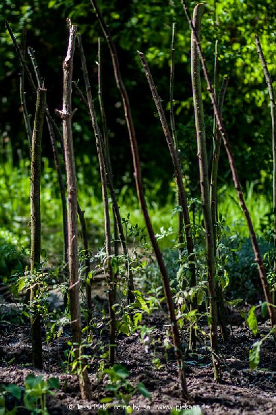 2017 05 27 Garten 16