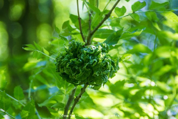 2017 05 27 Garten 18