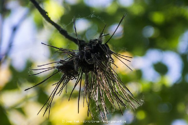 2017 05 27 Garten 20