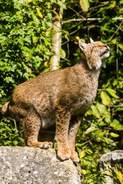 2017 09 22 Wildpark 09