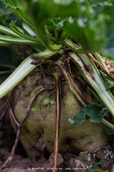 2017 09 30 Ob der Tauber 12