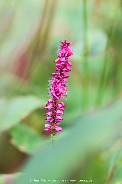 2017 09 30 Ob der Tauber 21