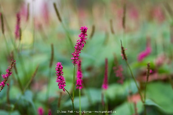 2017 09 30 Ob der Tauber 23