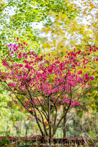 2017 09 30 Ob der Tauber 25