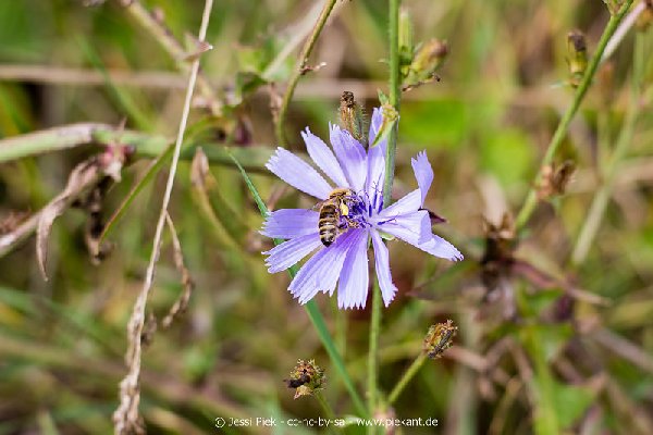 2018 08 31 Laubenheimer Ried 02