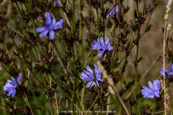2018 08 31 Laubenheimer Ried 03