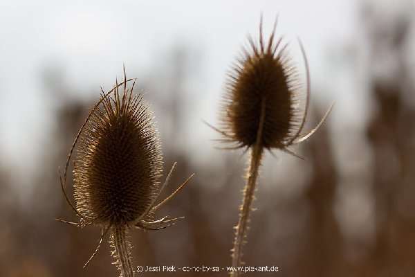 2018 08 31 Laubenheimer Ried 07