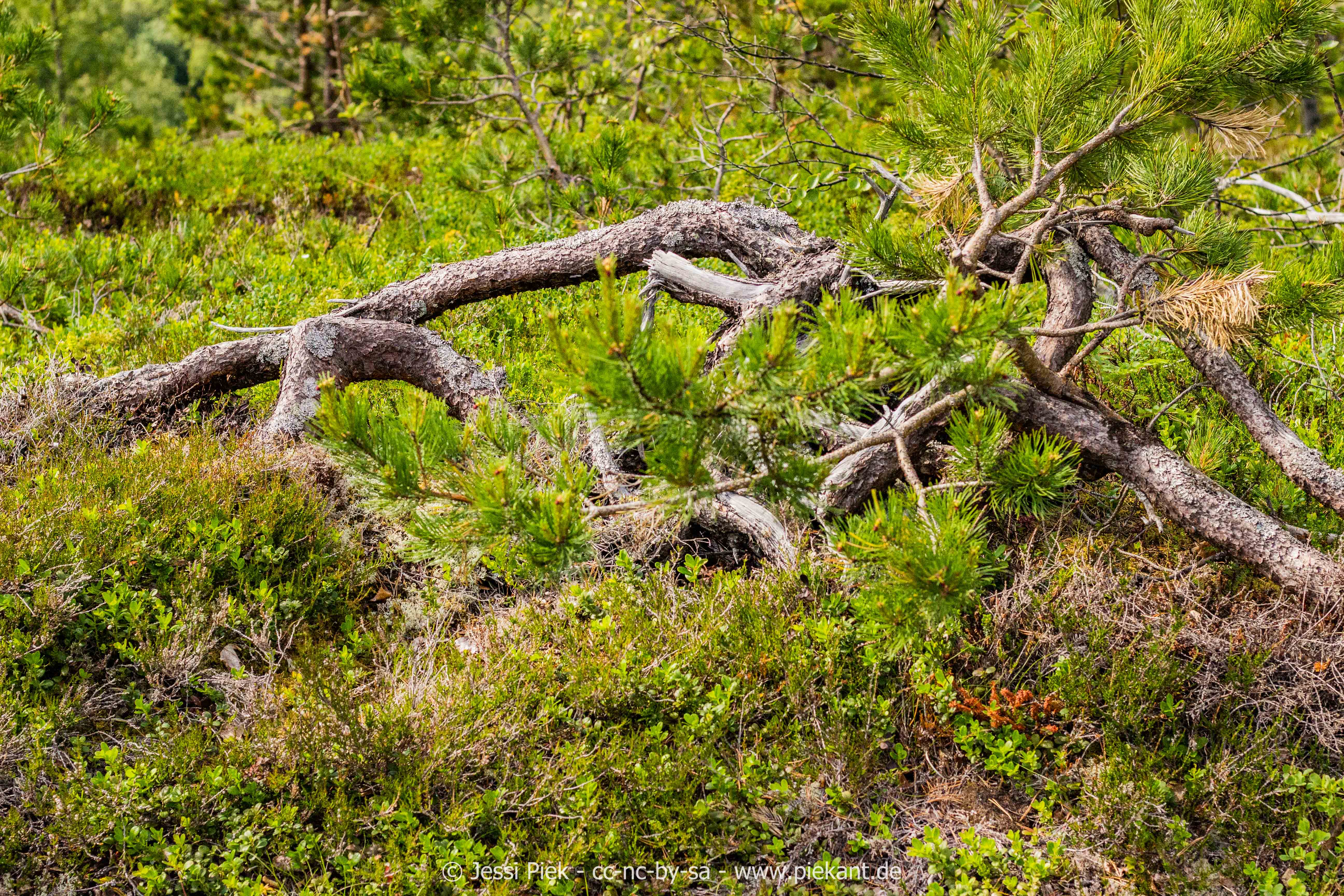 GeirangerHellesylt